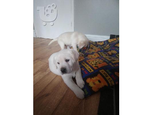 Προς πώληση Labrador Retriever Σκύλοι και κουτάβια